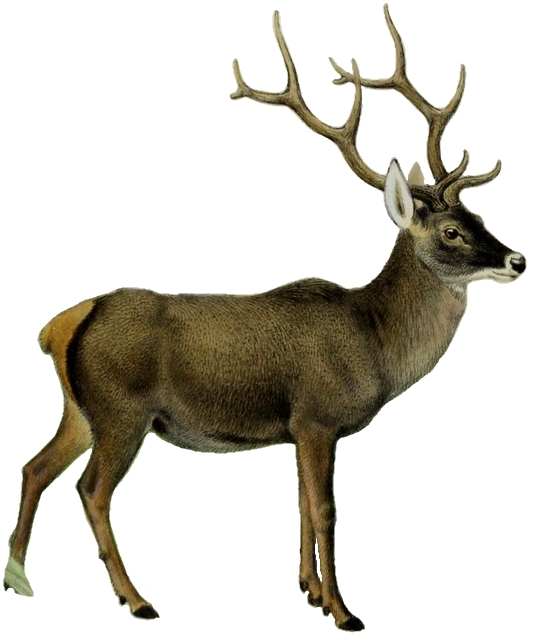 The deer of all lands (1898) Thorold's deer white background.png