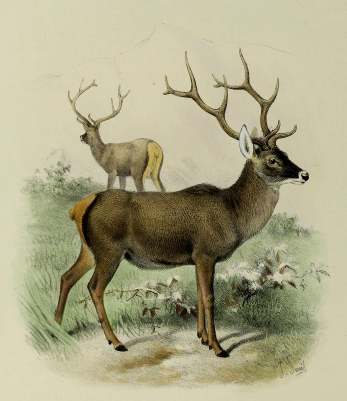 The deer of all lands (1898) Thorold's deer.png
