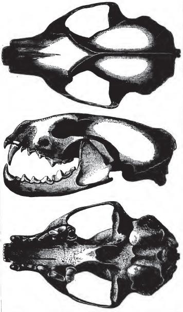 Fisher skull.jpg