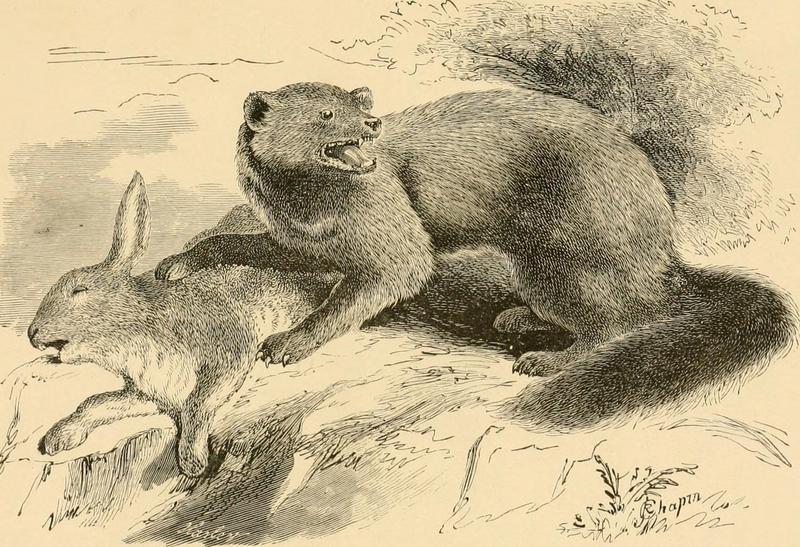 The trapper's guide; a manual of instructions for capturing all kinds of fur-bearing animals, and curing their skins; with observations on the fur-trade, hints on life in the woods, and narratives of (14582056748).jpg