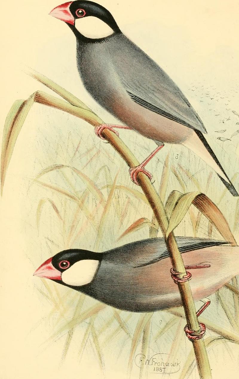 A monograph of the weaver-birds, Ploceidae, and arboreal and terrestrial finches, Fringillidae (1888) (14770401333).jpg