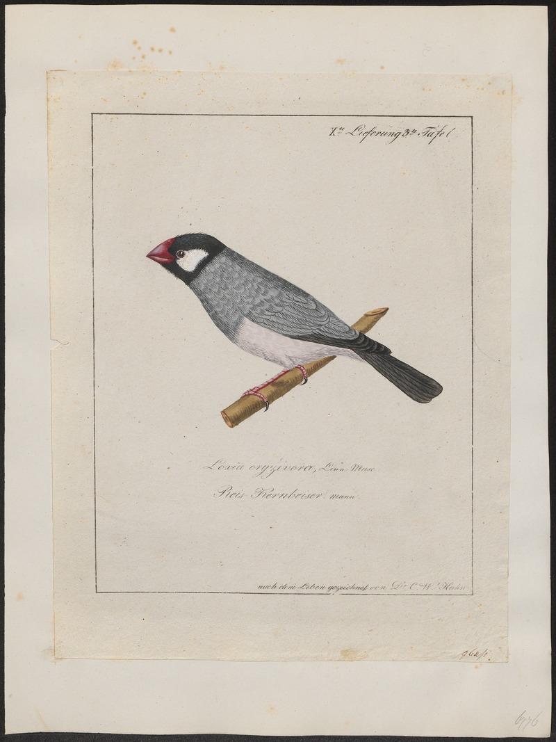 Amadina oryzivora - 1700-1880 - Print - Iconographia Zoologica - Special Collections University of Amsterdam - UBA01 IZ15900185.jpg