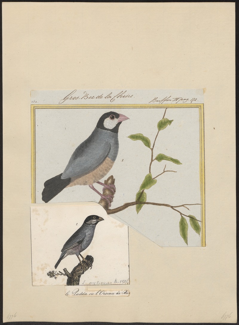 Amadina oryzivora - 1700-1880 - Print - Iconographia Zoologica - Special Collections University of Amsterdam - UBA01 IZ15900187.jpg