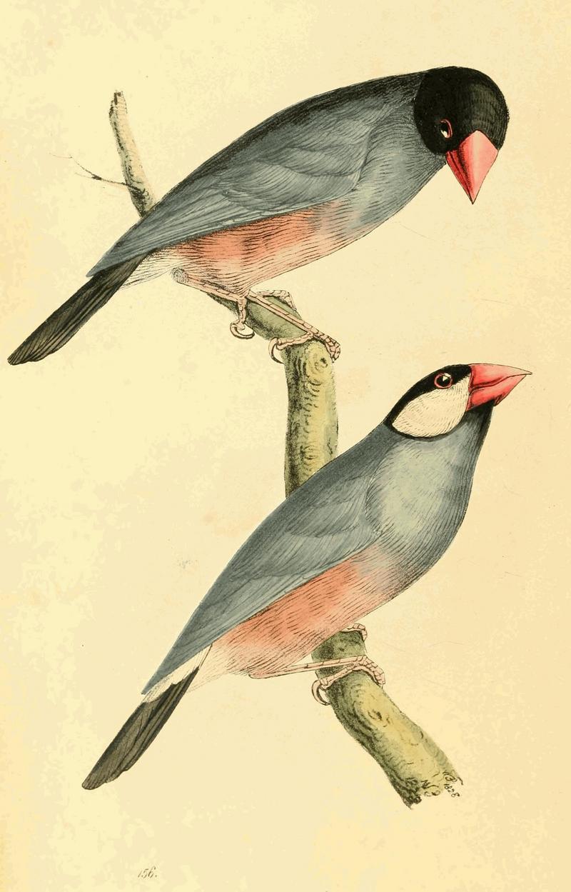 Zoological Illustrations Volume III Plate 156.jpg