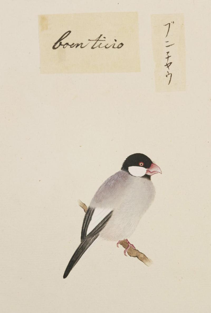 Naturalis Biodiversity Center - RMNH.ART.385 - Lonchura oryzivora - Kawahara Keiga - 1823 - 1829 - Siebold Collection - pencil drawing - water colour.jpeg