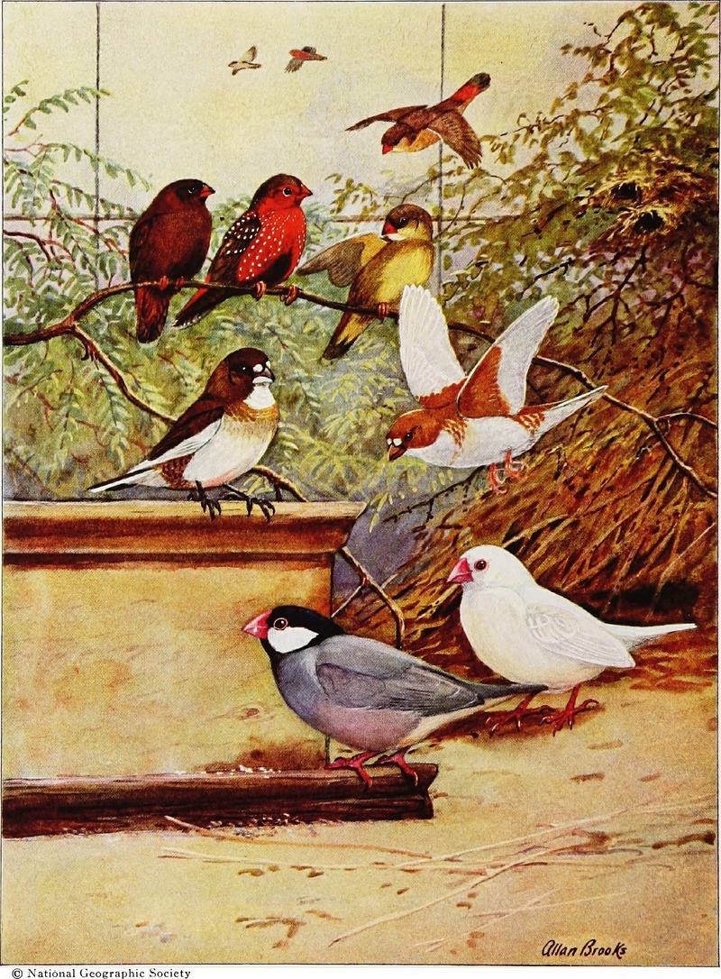 Articles about birds from National geographic magazine ((19--)-(193--)) (20613581549).jpg