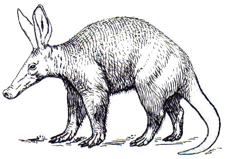 Aardvark2 (PSF).jpg