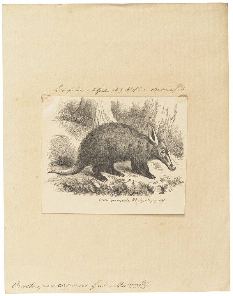 Orycteropus capensis - 1700-1880 - Print - Iconographia Zoologica - Special Collections University of Amsterdam - UBA01 IZ21000061.jpg