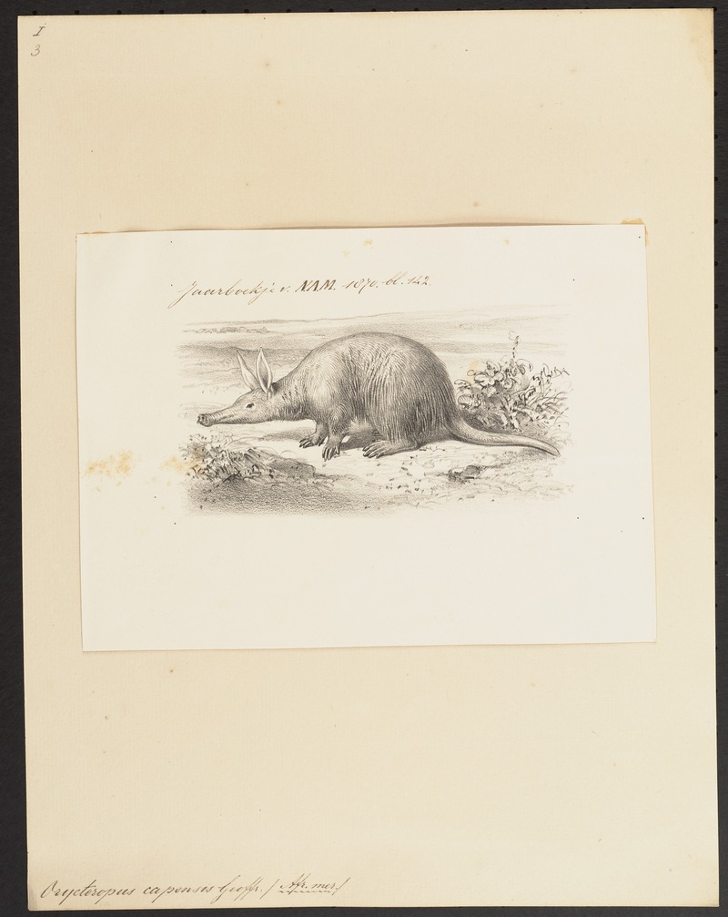 Orycteropus capensis - 1700-1880 - Print - Iconographia Zoologica - Special Collections University of Amsterdam - UBA01 IZ21000063.jpg