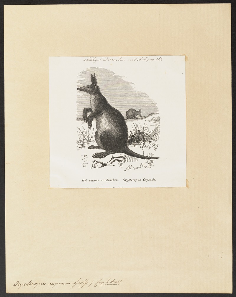 Orycteropus capensis - 1700-1880 - Print - Iconographia Zoologica - Special Collections University of Amsterdam - UBA01 IZ21000065.jpg