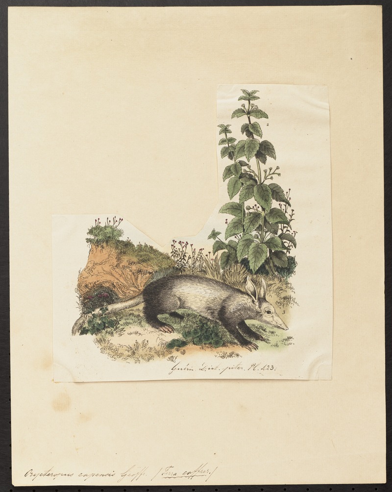 Orycteropus capensis - 1700-1880 - Print - Iconographia Zoologica - Special Collections University of Amsterdam - UBA01 IZ21000069.jpg