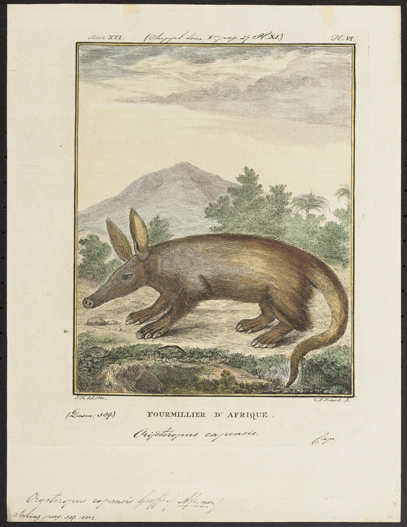 Orycteropus capensis - 1700-1880 - Print - Iconographia Zoologica - Special Collections University of Amsterdam - UBA01 IZ21000071.jpg