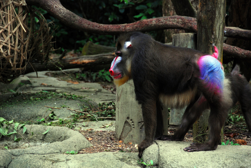 Mandrill at Singapore Zoo - mandrill (Mandrillus sphinx).jpg