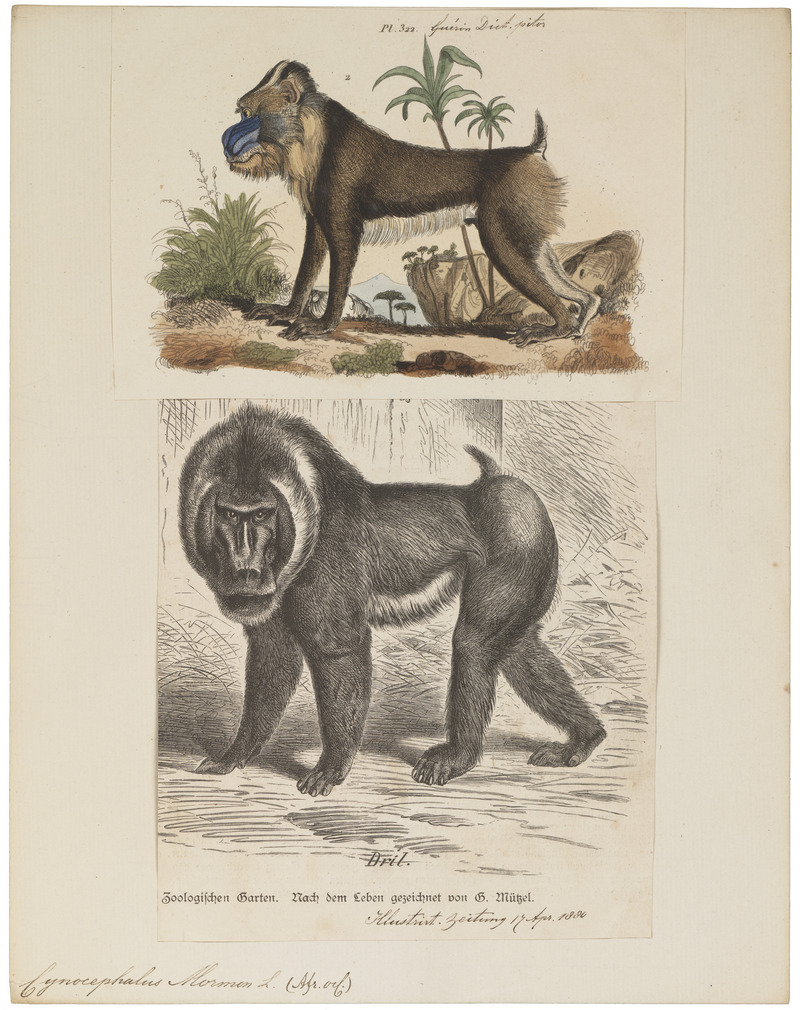 Cynocephalus mormon - 1700-1880 - Print - Iconographia Zoologica - Special Collections University of Amsterdam - UBA01 IZ20100072.jpg