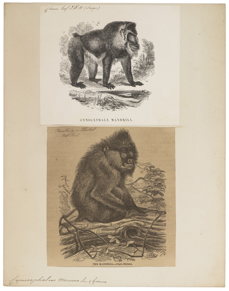 Cynocephalus mormon - 1700-1880 - Print - Iconographia Zoologica - Special Collections University of Amsterdam - UBA01 IZ20100074.jpg