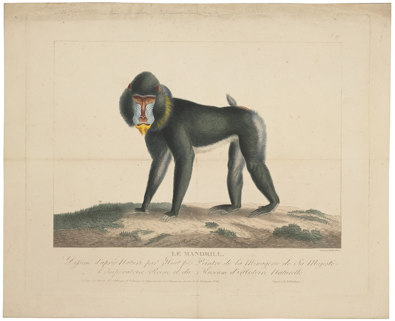 Cynocephalus mormon - 1700-1880 - Print - Iconographia Zoologica - Special Collections University of Amsterdam - UBA01 IZ20100078.jpg