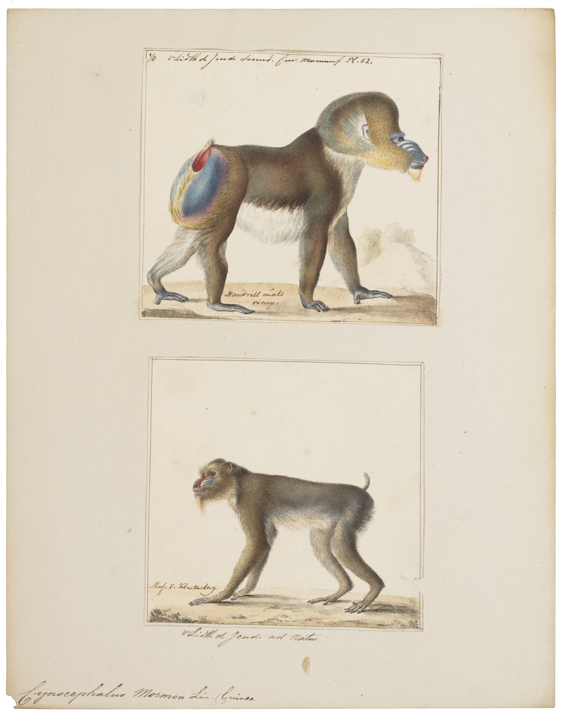 Cynocephalus mormon - 1700-1880 - Print - Iconographia Zoologica - Special Collections University of Amsterdam - UBA01 IZ20100084.jpg