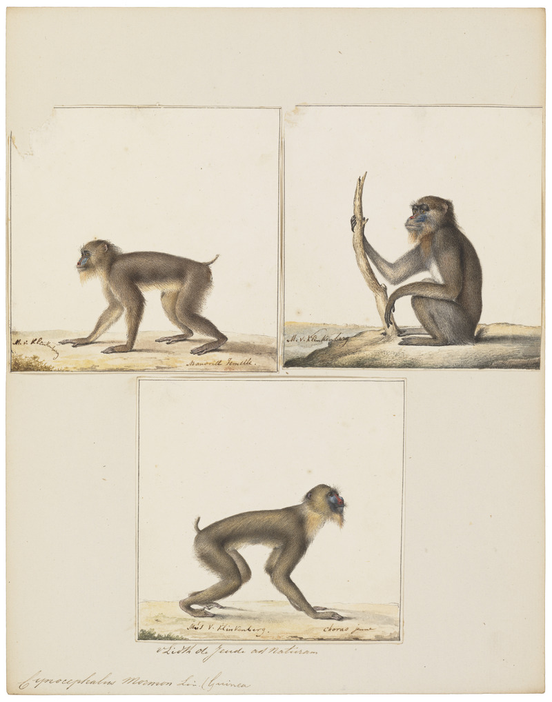 Cynocephalus mormon - 1700-1880 - Print - Iconographia Zoologica - Special Collections University of Amsterdam - UBA01 IZ20100086.jpg
