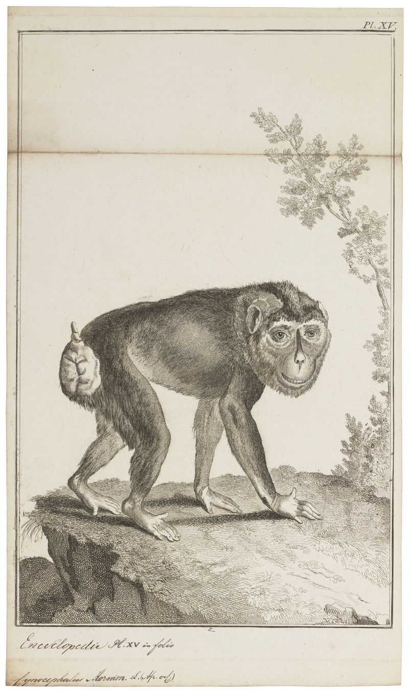 Cynocephalus mormon - 1751-1780 - Print - Iconographia Zoologica - Special Collections University of Amsterdam - UBA01 IZ20100076.jpg