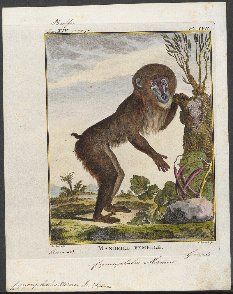 Cynocephalus mormon - 1773-1807 - Print - Iconographia Zoologica - Special Collections University of Amsterdam - UBA01 IZ19800027.jpg