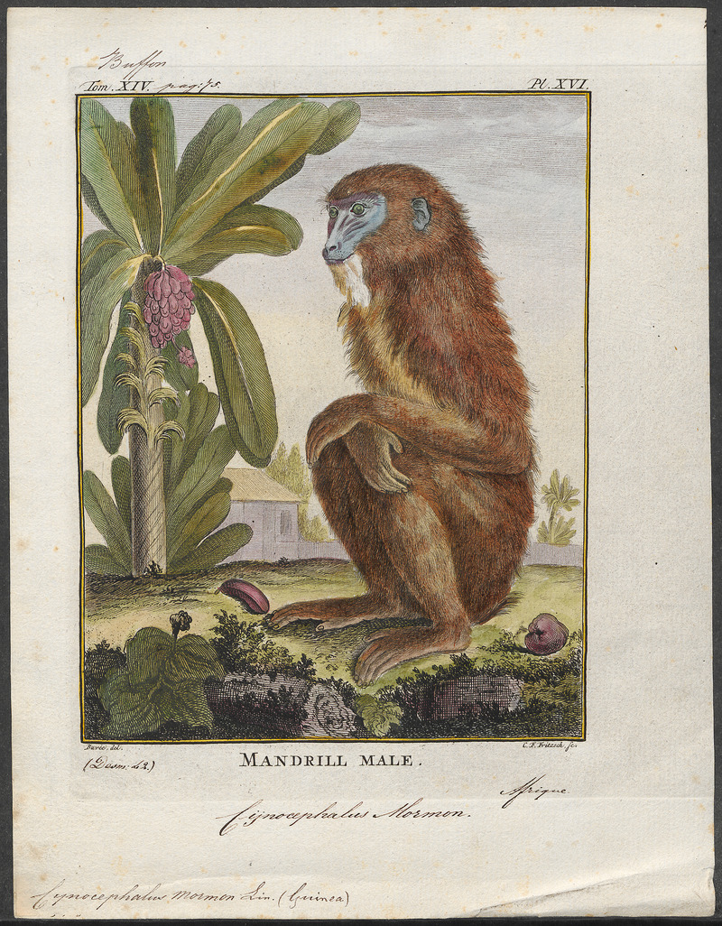Cynocephalus mormon - 1773-1807 - Print - Iconographia Zoologica - Special Collections University of Amsterdam - UBA01 IZ19800031.jpg