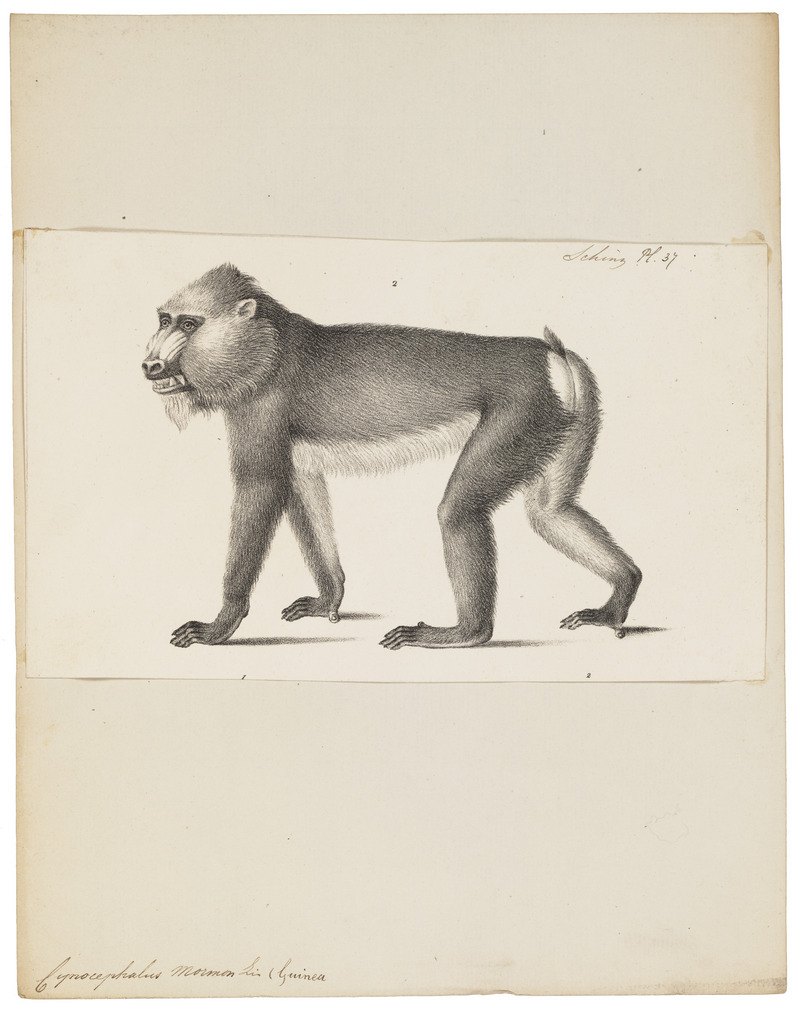 Cynocephalus mormon - 1809-1845 - Print - Iconographia Zoologica - Special Collections University of Amsterdam - UBA01 IZ20100082.jpg