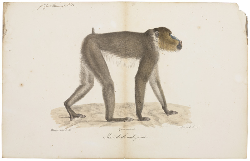 Cynocephalus mormon - 1818-1842 - Print - Iconographia Zoologica - Special Collections University of Amsterdam - UBA01 IZ20100080.jpg