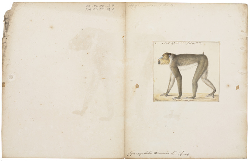 Cynocephalus mormon - 1829-1867 - Print - Iconographia Zoologica - Special Collections University of Amsterdam - UBA01 IZ20100081.jpg