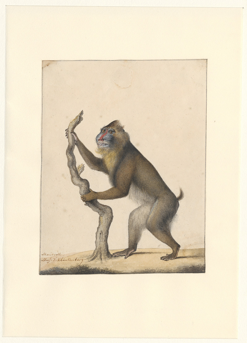 Mandrillus sphinx - 1788-1863 - Print - Iconographia Zoologica - Special Collections University of Amsterdam - UBA01 IZA1000532.jpg