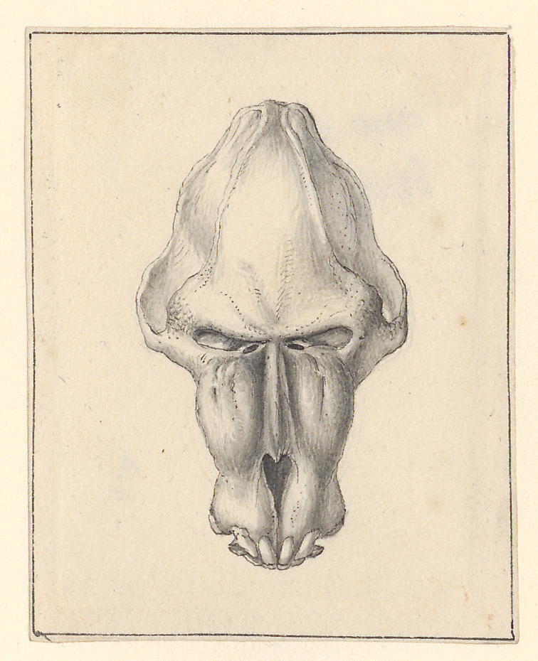 Cynocephalus mormon - schedel - 1801-1863 - Print - Iconographia Zoologica - Special Collections University of Amsterdam - UBA01 IZA1000784.jpg