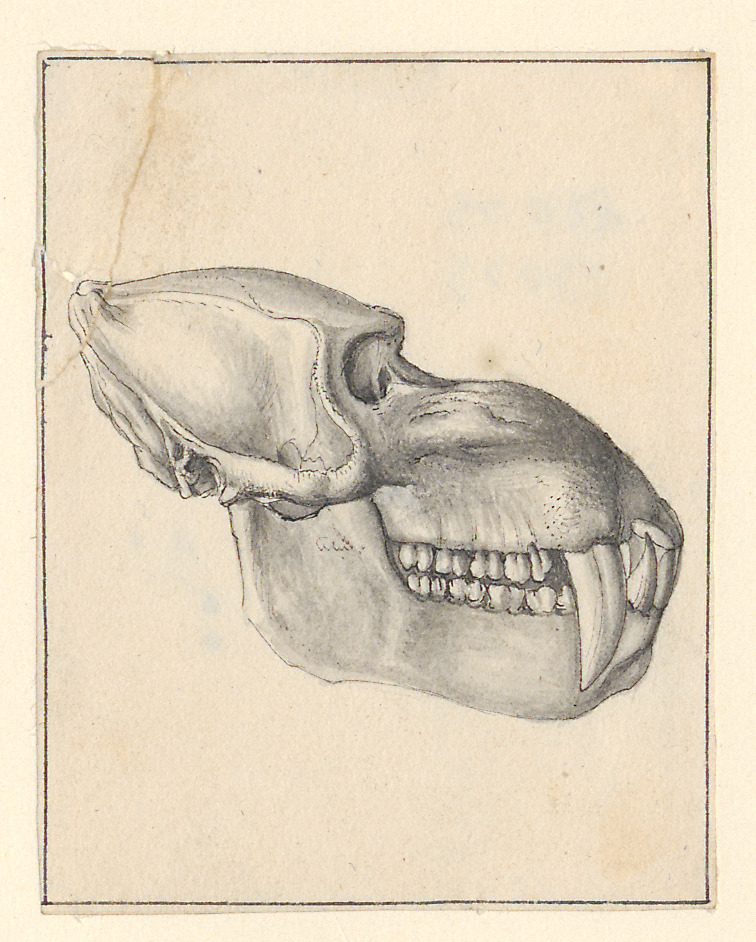 Cynocephalus mormon - schedel - 1801-1863 - Print - Iconographia Zoologica - Special Collections University of Amsterdam - UBA01 IZA1000782.jpg