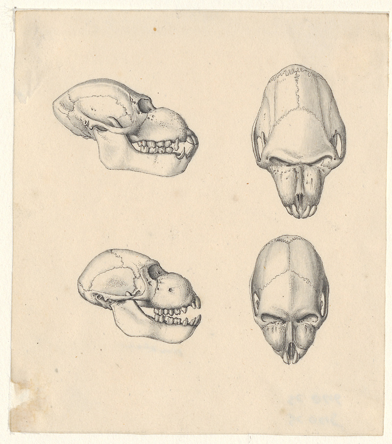Cynocephalus mormon - schedel - 1788-1863 - Print - Iconographia Zoologica - Special Collections University of Amsterdam - UBA01 IZA1000790.jpg