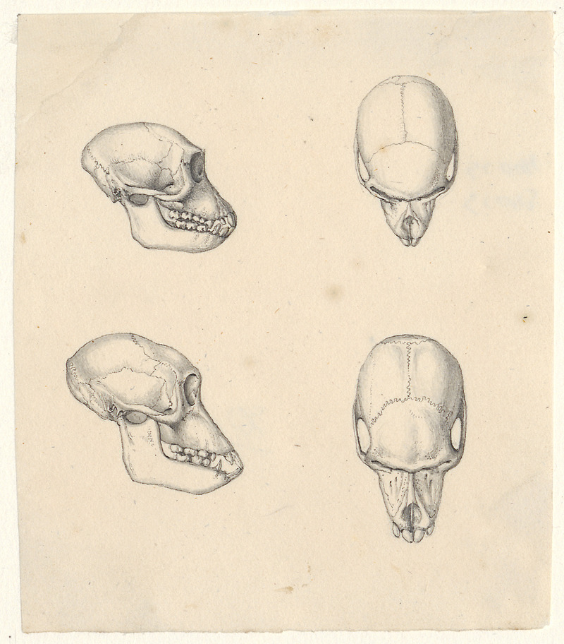 Cynocephalus mormon - schedel - 1788-1863 - Print - Iconographia Zoologica - Special Collections University of Amsterdam - UBA01 IZA1000788.jpg