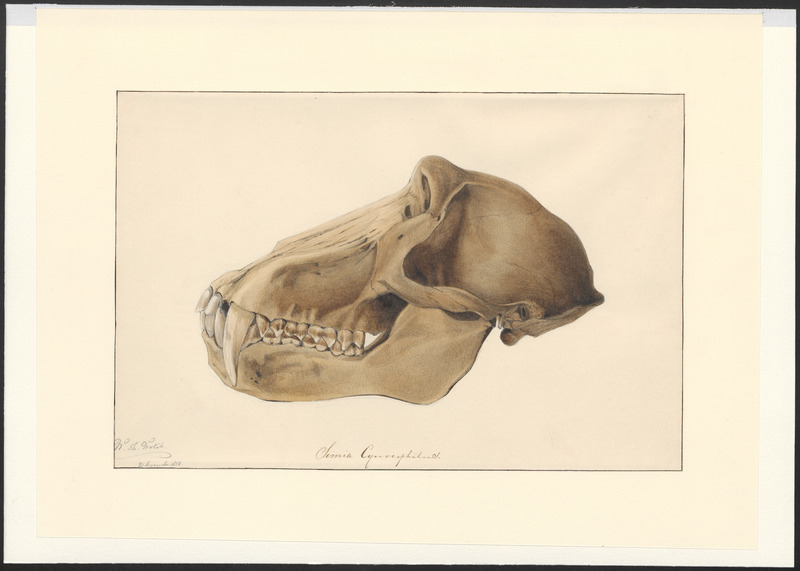 Simia cynocephalus - schedel - 1858 - Print - Iconographia Zoologica - Special Collections University of Amsterdam - UBA01 IZA1000774.jpg