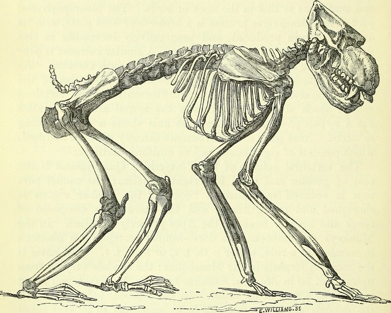 On the anatomy of vertebrates (electronic resource) (1866) (14732365526).jpg