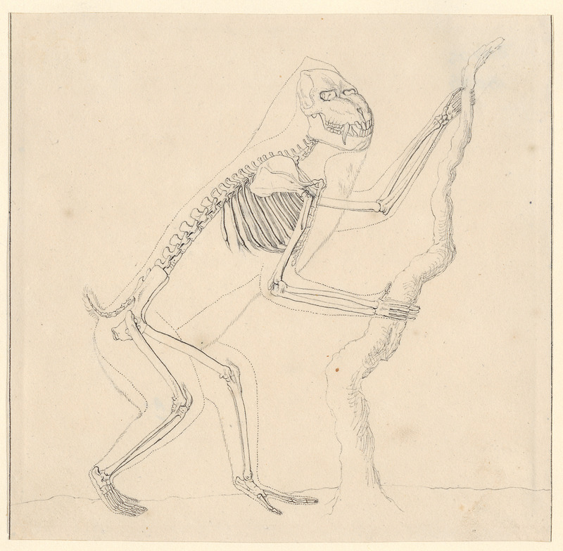 Cynocephalus mormon - skelet - 1788-1863 - Print - Iconographia Zoologica - Special Collections University of Amsterdam - UBA01 IZA1000786.jpg