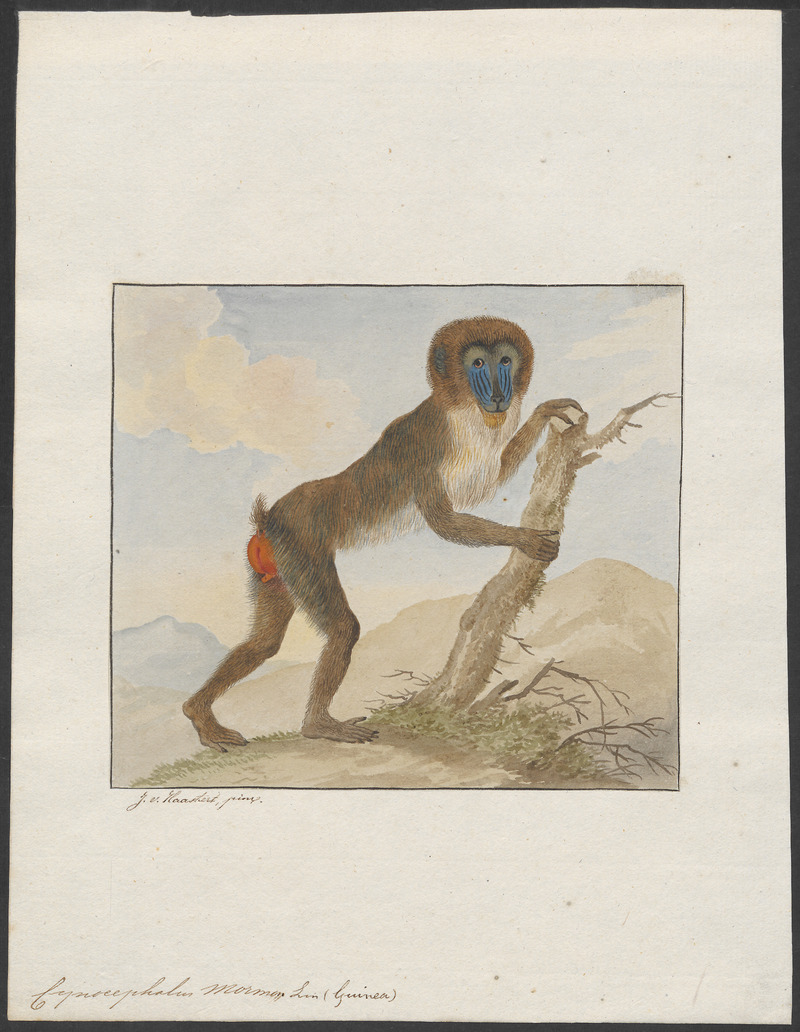Cynocephalus mormon - 1753-1834 - Print - Iconographia Zoologica - Special Collections University of Amsterdam - UBA01 IZA1000214.jpg