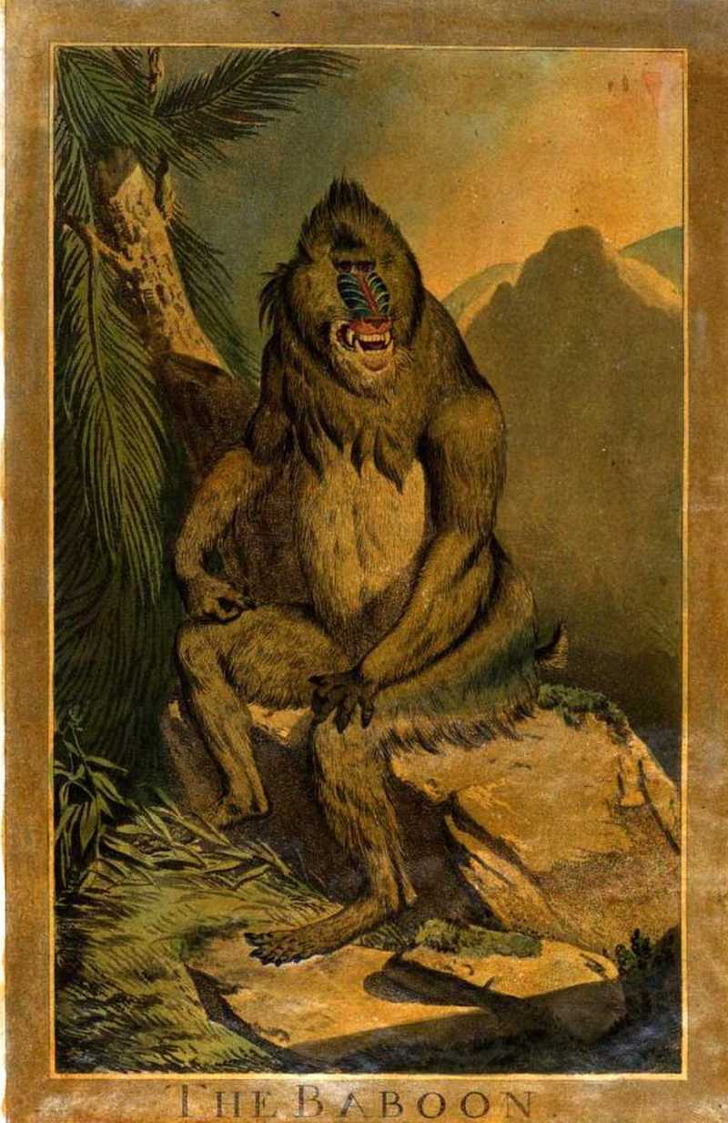 20, Great Baboon, Charles Catton's Animals (1788) (cropped).jpg