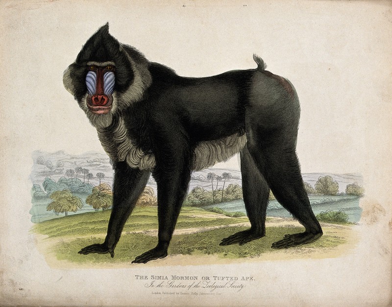 Zoological Society of London; a Simia mormon or tufted ape. Wellcome V0023093.jpg