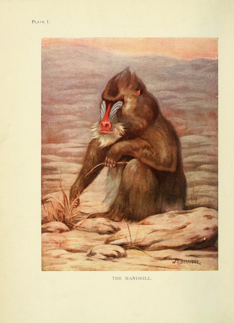 The book of the animal kingdom (Plate 1) (7335333638).jpg