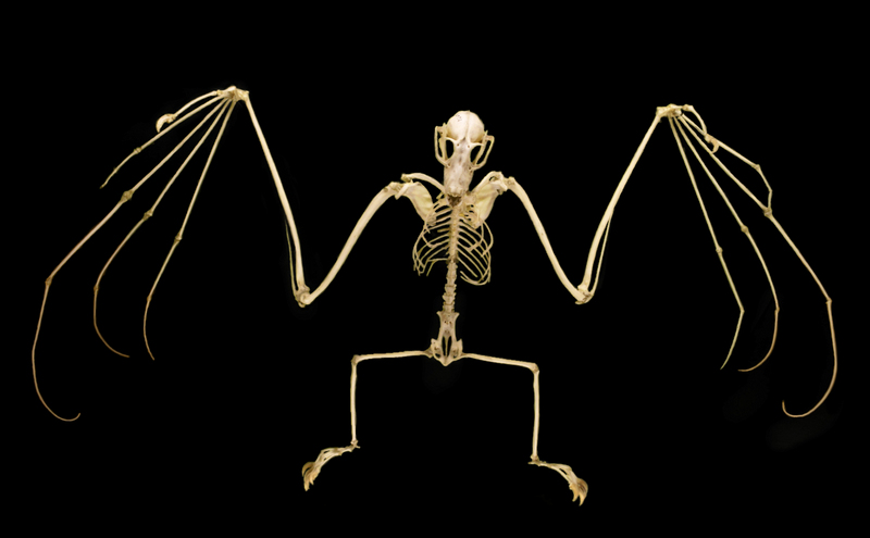 Pteropus samoensis-3.jpg