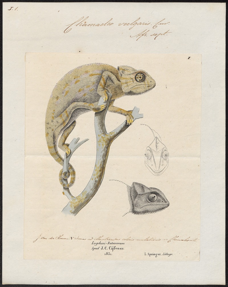 Chamaeleo vulgaris - 1700-1880 - Print - Iconographia Zoologica - Special Collections University of Amsterdam - UBA01 IZ12300007.jpg