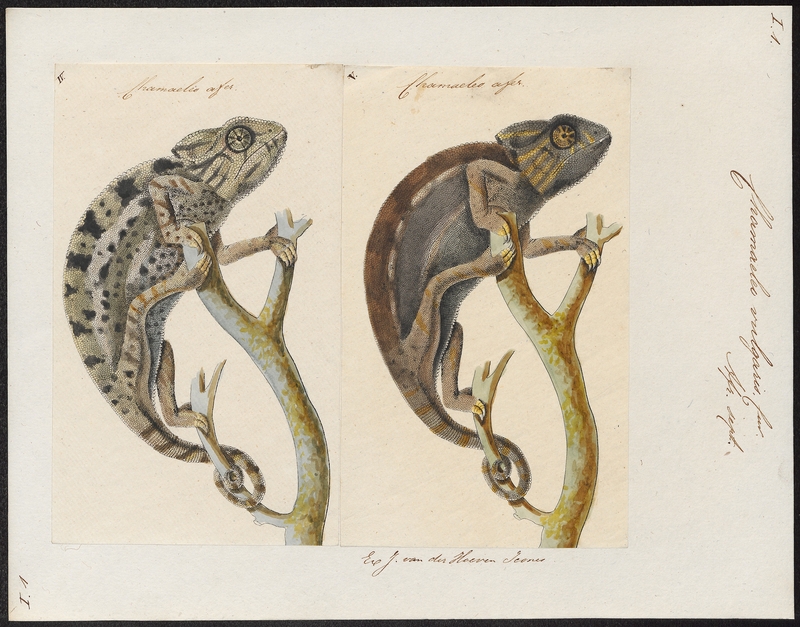 Chamaeleo vulgaris - 1700-1880 - Print - Iconographia Zoologica - Special Collections University of Amsterdam - UBA01 IZ12300009.jpg
