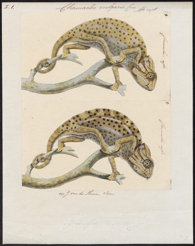 Chamaeleo vulgaris - 1700-1880 - Print - Iconographia Zoologica - Special Collections University of Amsterdam - UBA01 IZ12300011.jpg