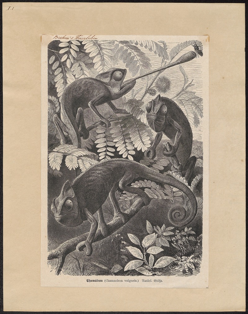 Chamaeleo vulgaris - 1700-1880 - Print - Iconographia Zoologica - Special Collections University of Amsterdam - UBA01 IZ12300013.jpg
