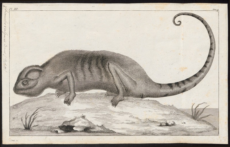 Chamaeleo vulgaris - 1700-1880 - Print - Iconographia Zoologica - Special Collections University of Amsterdam - UBA01 IZ12300015.jpg