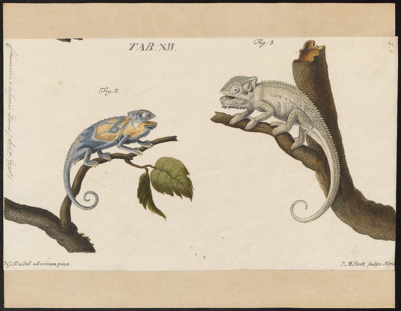 Chamaeleo vulgaris - 1700-1880 - Print - Iconographia Zoologica - Special Collections University of Amsterdam - UBA01 IZ12300017.jpg