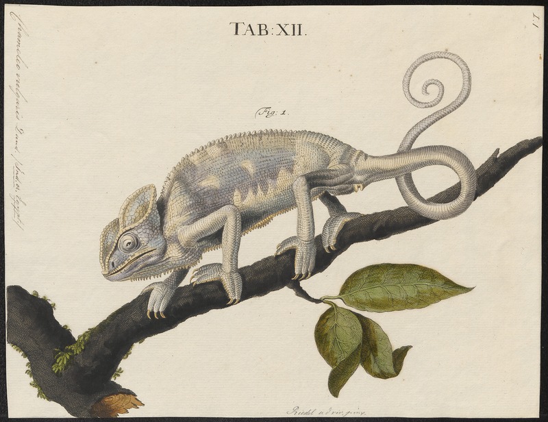 Chamaeleo vulgaris - 1700-1880 - Print - Iconographia Zoologica - Special Collections University of Amsterdam - UBA01 IZ12300019.jpg