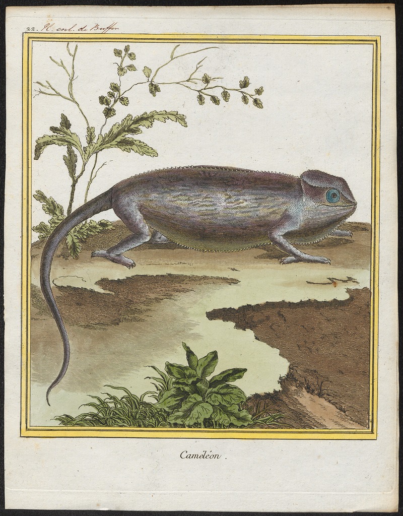 Chamaeleo vulgaris - 1700-1880 - Print - Iconographia Zoologica - Special Collections University of Amsterdam - UBA01 IZ12300023.jpg