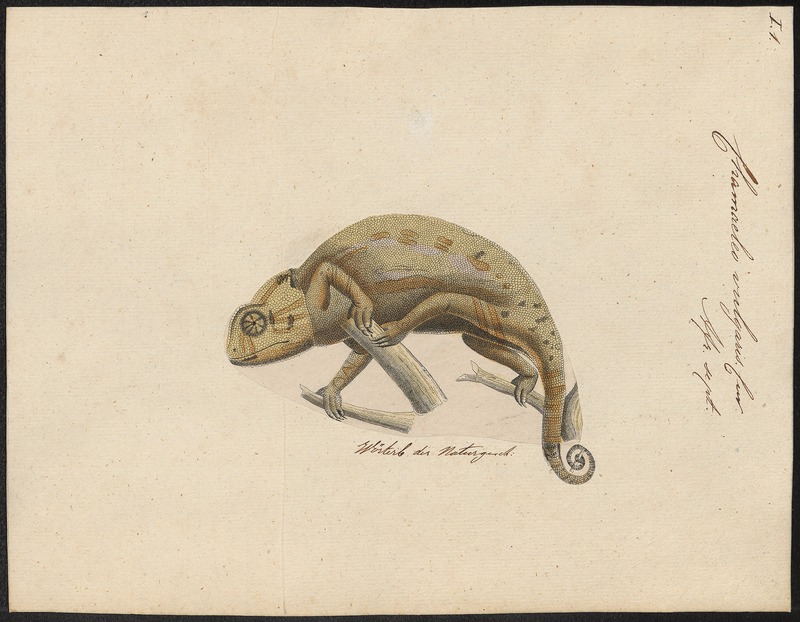 Chamaeleo vulgaris - 1700-1880 - Print - Iconographia Zoologica - Special Collections University of Amsterdam - UBA01 IZ12300029.jpg